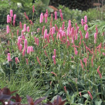 Persicaria bistorta Hohe Tatra - Bistorta