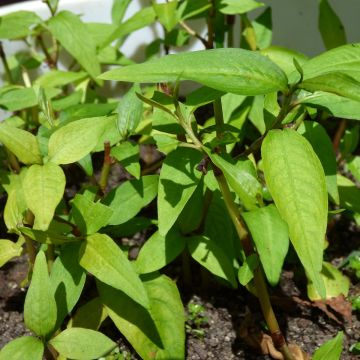 Persicaria odorata - Coriandolo vietnamita