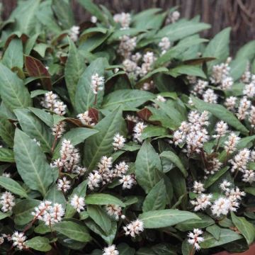 Persicaria tenuicaulis