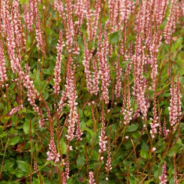 Persicaria vacciniifolia