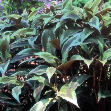 Persicaria virginiana var. filiformis Compton's Red