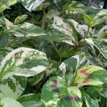 Persicaria virginiana Painter's Palette