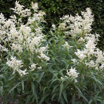 Persicaria dshawachischwilii