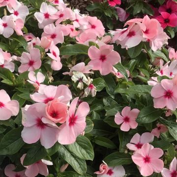 Catharanthus roseus Titan Apricot - Pervinca del Madagascar