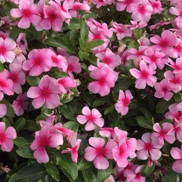 Catharanthus roseus Titan Blush - Pervinca del Madagascar