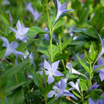 Vinca difformis - Pervinca ovata