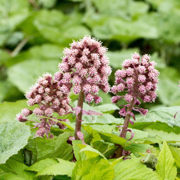 Petasites hybridus - Farfaraccio