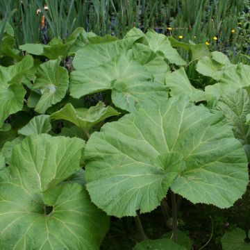 Petasites japonicus Giganteus