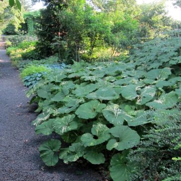 Petasites japonicus variegatus