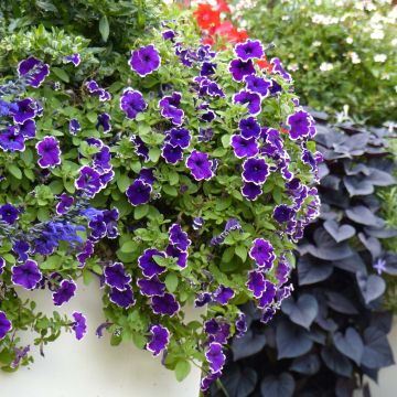 Petunia Picotee Blue