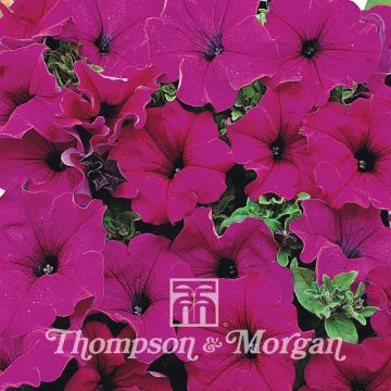 Petunia Lady Purple Hybride F1