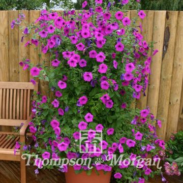 Petunia Purple Tower