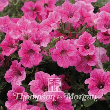 Petunia Rose Vein Velvet