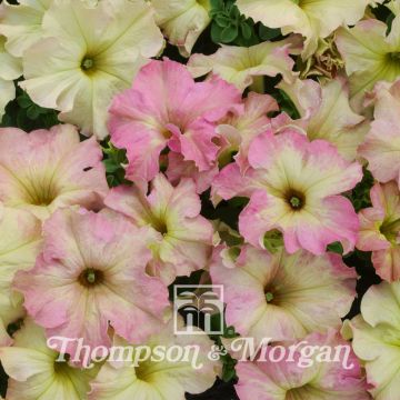 Petunia Antique Shades