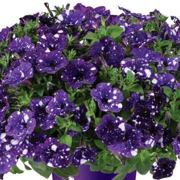 Petunia Splash Dance Bolero Blue