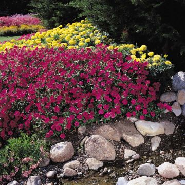 Petunia Tidal Wave F1 Cherry