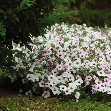 Petunia Tidal Wave F1 Silver