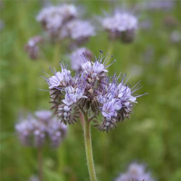 Phacelia tanacetifolia - Facelia