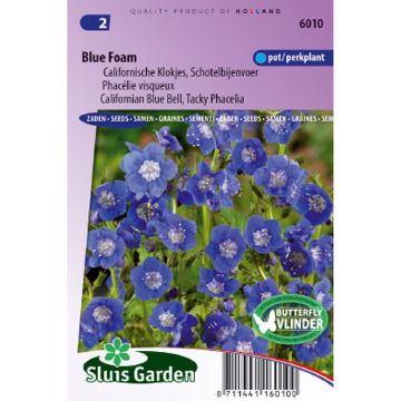 Phacelia viscida compacta Blue Foam