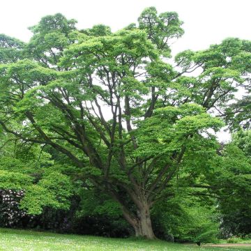 Phellodendron amurense - Sughero Amur