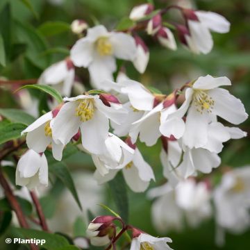 Philadelphus Dainty Lady - Filadelfo