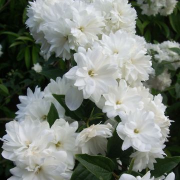 Philadelphus Frosty Morn - Filadelfo