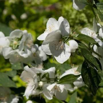 Philadelphus lemoinei Innocence - Filadelfo