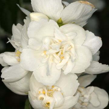 Philadelphus coronarius Justynka