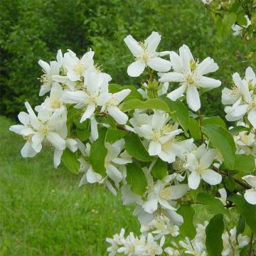 Philadelphus lemoinei - Filadelfo