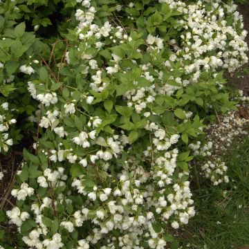 Philadelphus lemoinei Manteau d'Hermine - Filadelfo