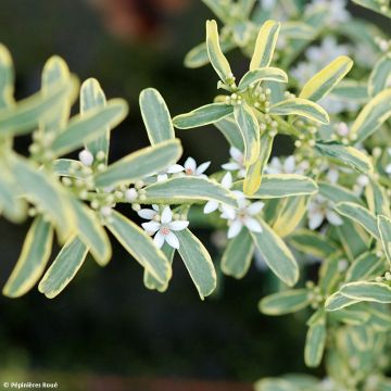 Eriostemon myoporoides Gold Touch