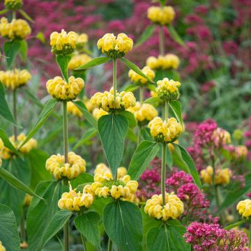 Phlomis russeliana