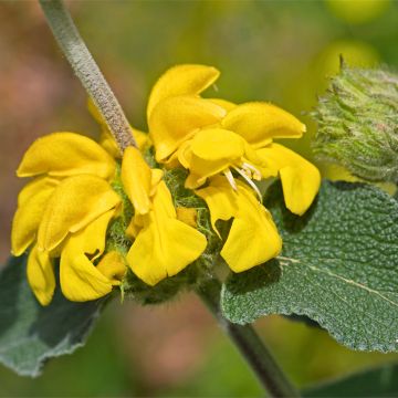 Phlomis bourgaei