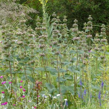 Phlomis samia