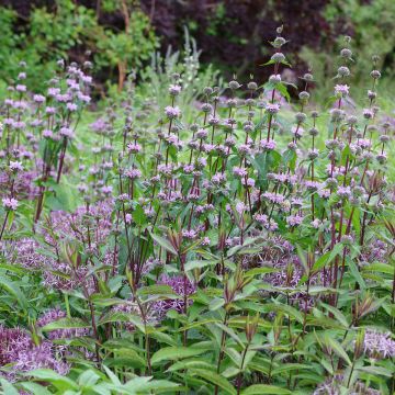 Phlomis tuberosa Amazone - Verbasco dalle foglie di salvia