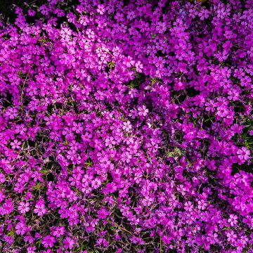 Phlox douglasii Crackerjack