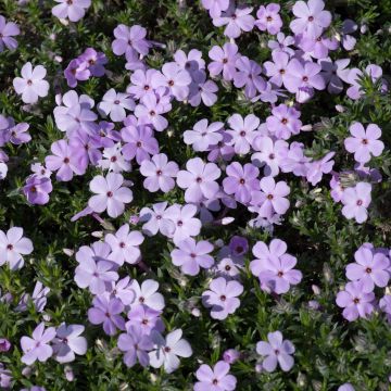 Phlox douglasii Lilac Cloud