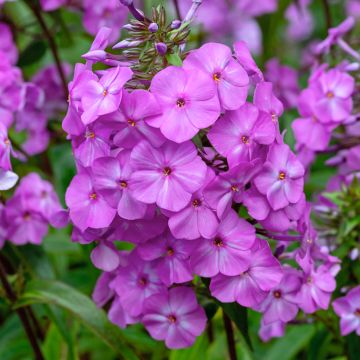 Phlox maculata Alpha