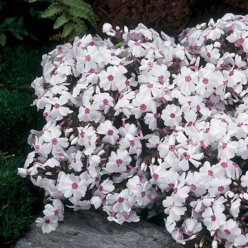 Phlox subulata Amazing Grace - Muscio rosa