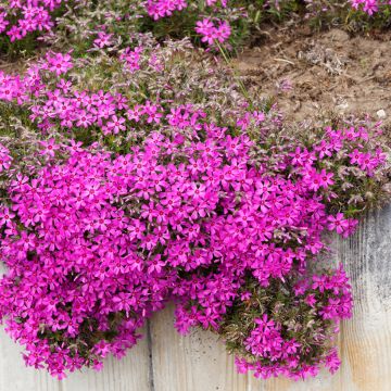 Phlox subulata Scarlet Flame - Muscio rosa