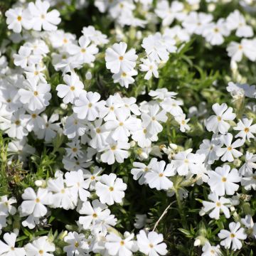 Phlox subulata White Delight - Muscio rosa