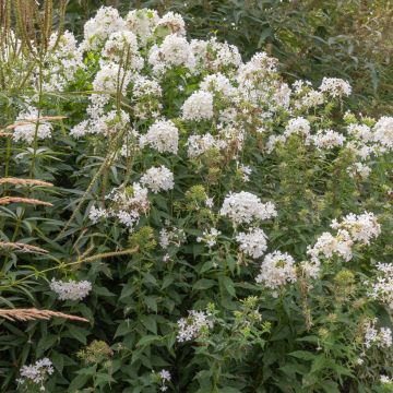 Phlox paniculata Fujiyama