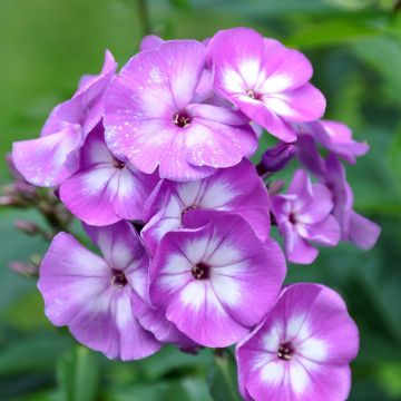 Phlox paniculata Little Laura