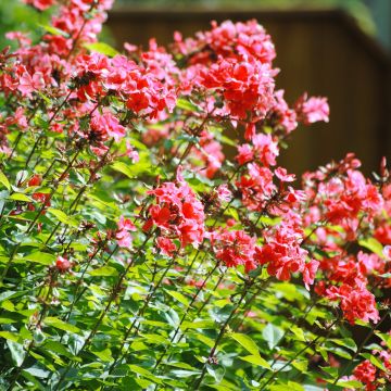 Phlox paniculata Orange Perfection