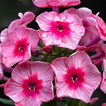 Phlox paniculata Stars and Stripes