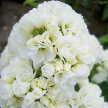 Phlox paniculata Tiara