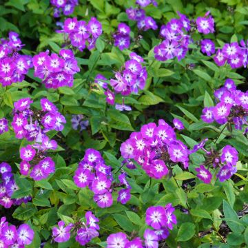 Phlox paniculata Uspech