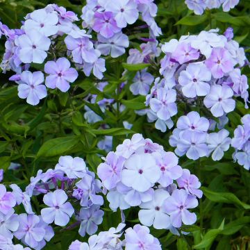 Phlox paniculata Younique Old Blue