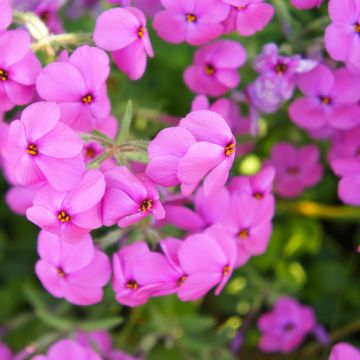 Phlox stolonifera Home Fires - Phlox strisciante