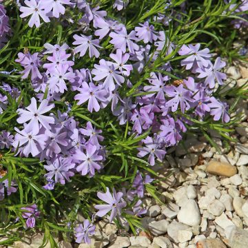 Phlox subulata Cushion Blue - Muscio rosa